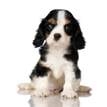 Cavalier King Charles Spaniel puppy sitting in front of a white background