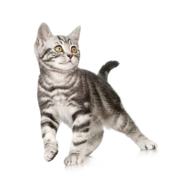 British Shorthair kitten in front of a white background