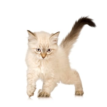 Blu-tabby-point Birman kitten in front of a white background