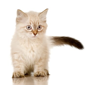 Blu-tabby-point Birman kitten in front of a white background