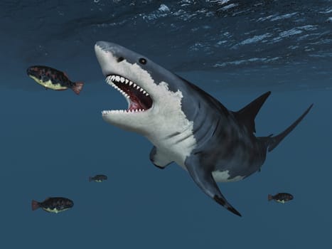 Computer generated 3D illustration with a great white shark on the hunt