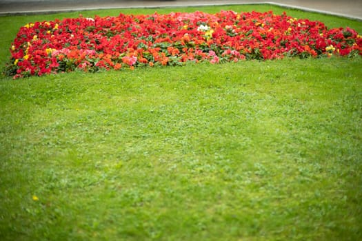 Green lawn with flowers. Flowers in garden in summer. Beautiful park in detail. Green grass.