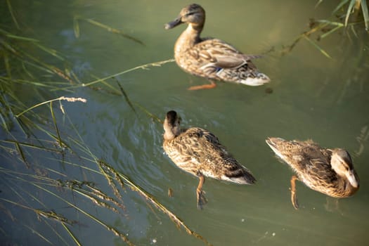 Ducks on water. Bird in river. Animals in wild. Ducks swim.