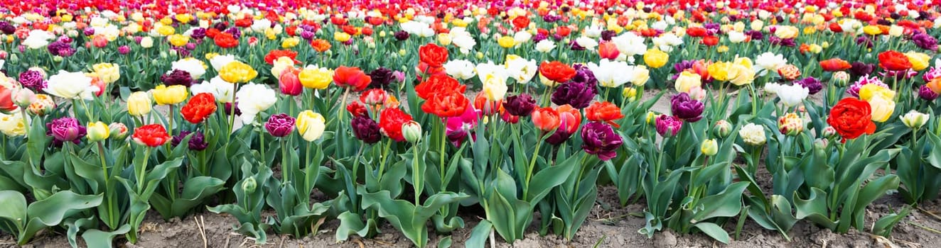 Blooming tulips field in Holland, springtime - beautiful multicolored background, sunlight