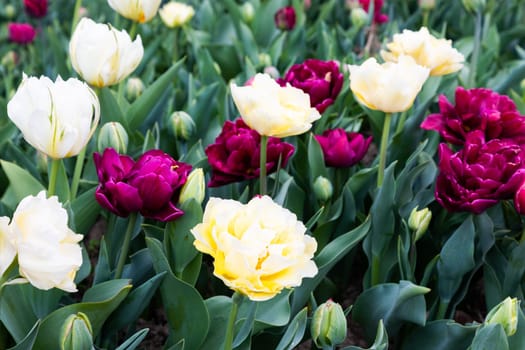 Blooming tulips field in Holland, springtime - beautiful multicolored background, sunlight
