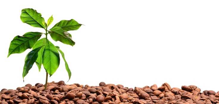 Roasted coffee with coffee plant and space for text.