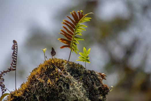 Fern on a heavily mossy tree trunk
