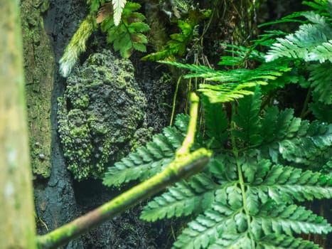 Back view of a Vietnamese moss frog (lat: Theloderma corticale) sitting on a tree surrounded by ferns.