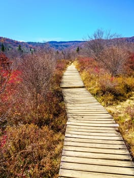 Boarwalk on the Graveyard Fields Loop Trail near Blue Ridge Parkway in North Carolina