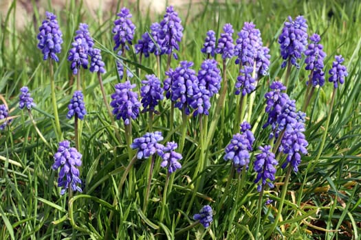 Armenische Traubenhyazinthe (Muscari armeniacum)