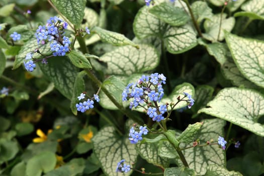 Kaukasusvergissmeinicht Brunnera macrophylla Jack Frost