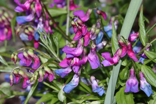 Frühlings-Platterbse (Lathyrus vernus)