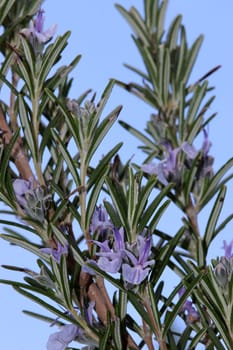 Rosmarin (Salvia rosmarinus, Syn. Rosmarinus officinalis)