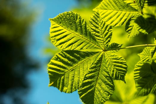 Chestnut leaves against sky. Green leaves and blue sky. Details of nature in summer. Chestnut tree.
