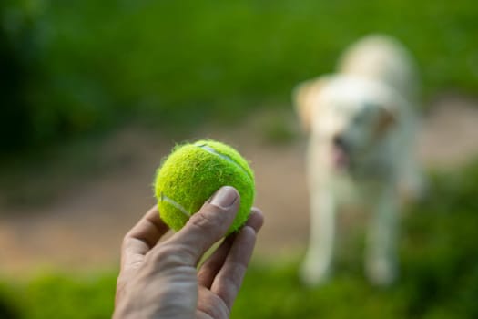 Tennis ball and dog. Ball to throw to dog. Green ball in his hand. Playing with pet.
