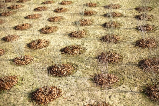 Planting trees in park. Tree seedlings in ground. Lots of holes with plants. Greening of urban environment.