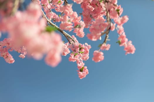 Cherry blossoms. Pink flowers on background of blue sky. Beautiful plant. Branches with flowers.