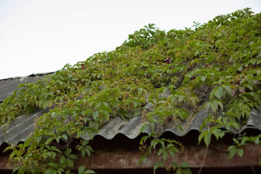 Bindweed on roof. Plant on roof of house. Details of rural house. Architecture in village. Bindweed grows on wall.