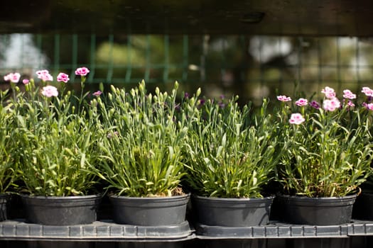 Potted flowers at garden market. Garden market in city. Plants in summer. Seedlings for flower beds.