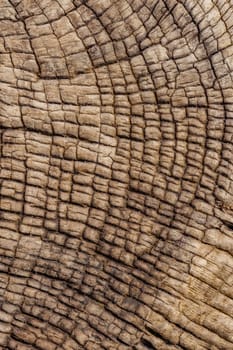 Wooden background from a shipwreck in the Skeleton Coast in Namibia in Africa.