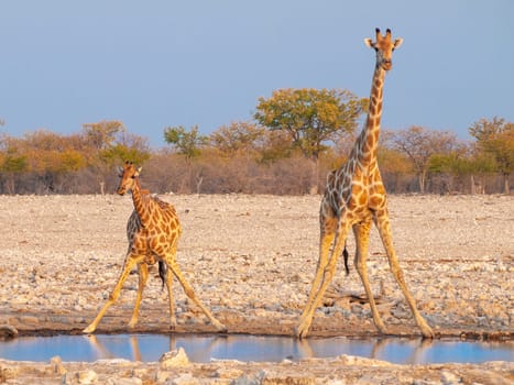 Giraffes drinking water at a waterhole at sunset in the Etosha National Park in Namibia in Africa.