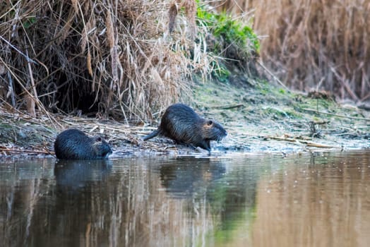 Nutria (Myocastor coypus) semi-aquatic, herbivorous rodent, the animal eats green grass leaves in the water at the lake shore.