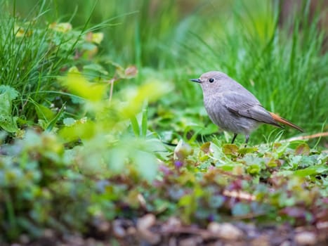 Common redstart female (Phoenicurus phoenicurus), or simply redstart on the grass. Small passerine bird in the genus Phoenicurus