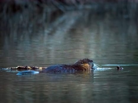 Nutria (Myocastor coypus) semi-aquatic, herbivorous rodent, the animal eats green grass leaves in the water at the lake shore.