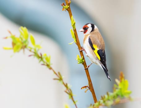 Goldfinch sitting on stick