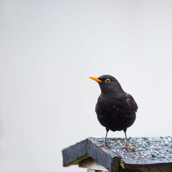 A black male blackbird ( Turdus merula ) sits on a bird feeder in nature