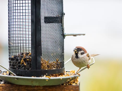 Sparrows at bird feeder