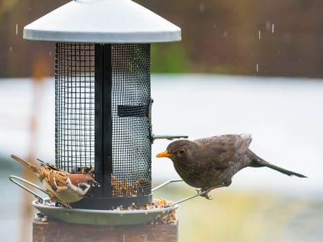 Blackbird and Sparrow at the Bird Feeder