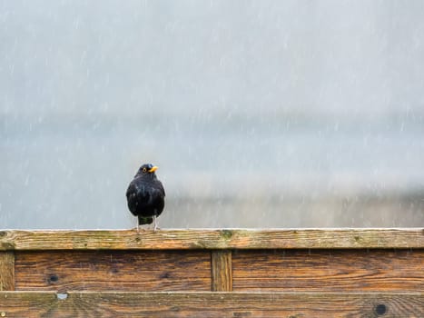 a blackbird on a wooden fence in the rain