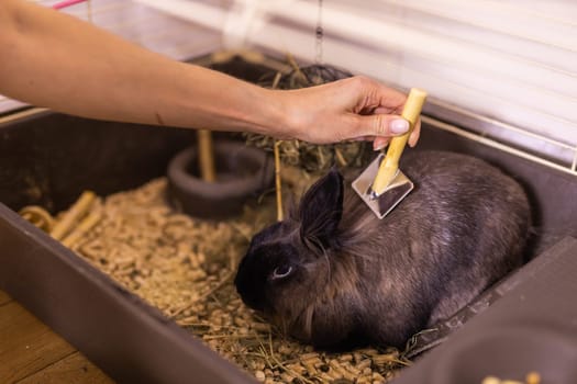 Black little rabbit is shedding. Girl combs his fur with special comb. Care of pets