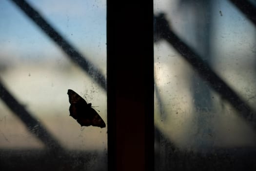 Butterfly on glass. Silhouette of butterfly on window. Details of old interior. Dark shot.