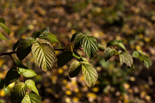 Plants in garden. Details of nature in autumn. Leaves and stems. Natural object.
