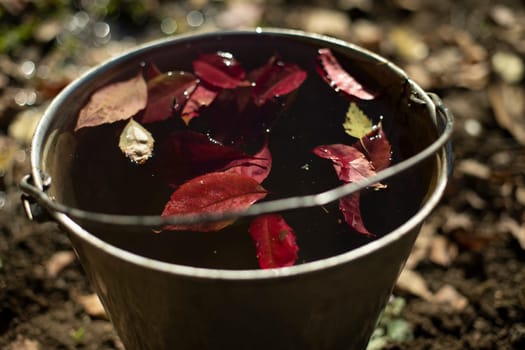Leaves float in water. Autumn leaves in steel bucket. Bucket of water in garden. Garden tool. Red leaves in autumn.
