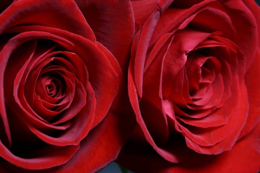 Very beautiful passion red roses