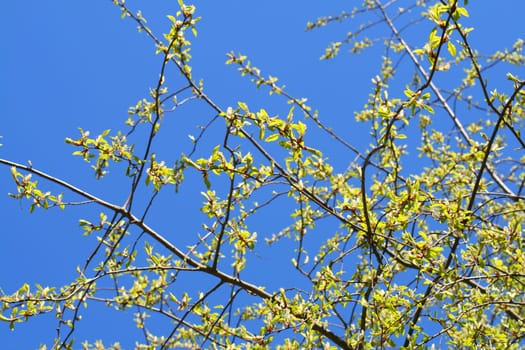 green leaf foliage nature beautiful background