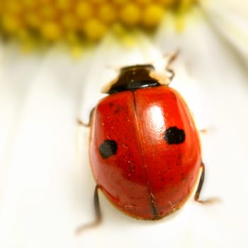 ladybug on white camomile summer background