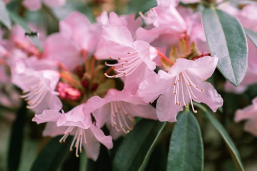 Rhododendron principis is an evergreen shrub growing 2 to 6 m tall with leathery leaves and pink flowers.
