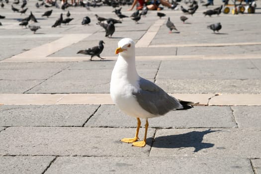 The hungry seagull on a stone roadway looks
