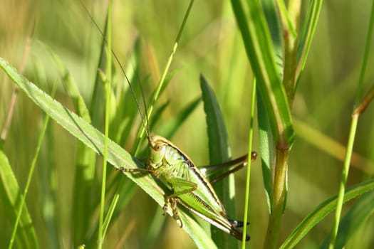 The grasshopper sits in a grass and with moustaches moves