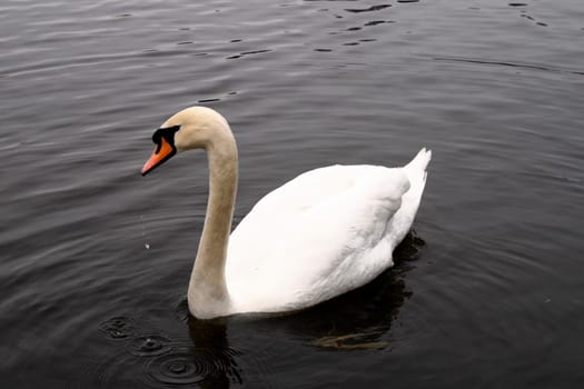 Beautiful swans float in dark water a pond