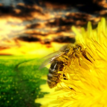 macro bee on yellow dandelion flower