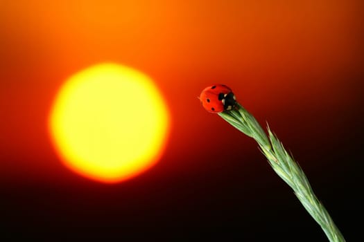 red summer ladybug on green grass go out sunrise