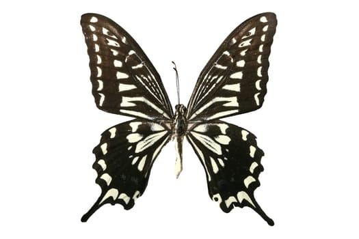 beautiful macro butterfly fly insect