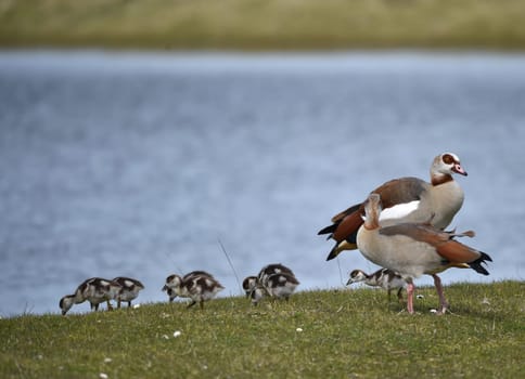 Egyptian goose with offspring at a lake