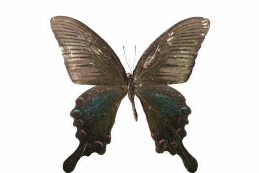 beautiful macro butterfly fly insect