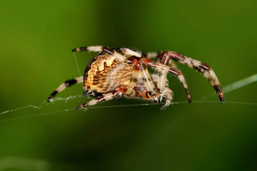 The spider in the web waits for extraction macro